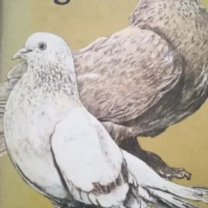 Hodowla gołębi /115264/ Niska cena