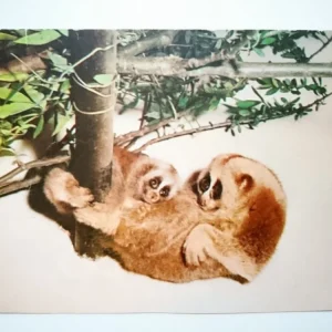 (NYCTICEBUS COUCANG) SLOW LORIS Szybka wysyłka